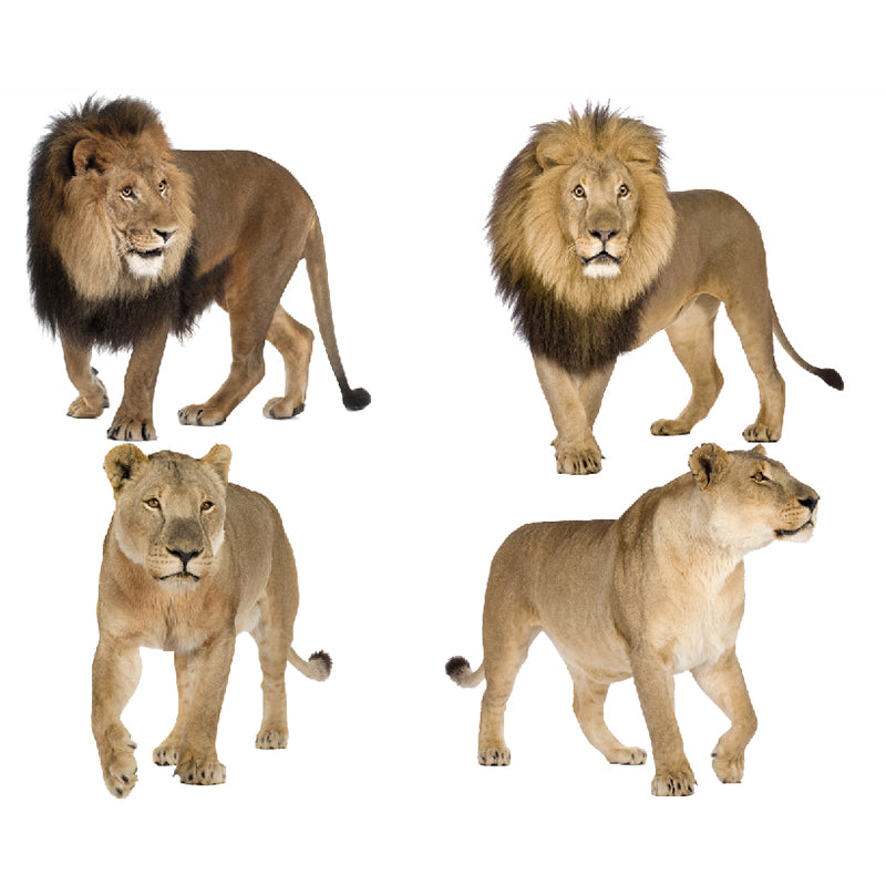 Photography Lions Mural Decal Whole Wall Covering for Accent Wall, Made to Measure Clearhalo 'Wall Decor' 'Wall Mural' 1186037