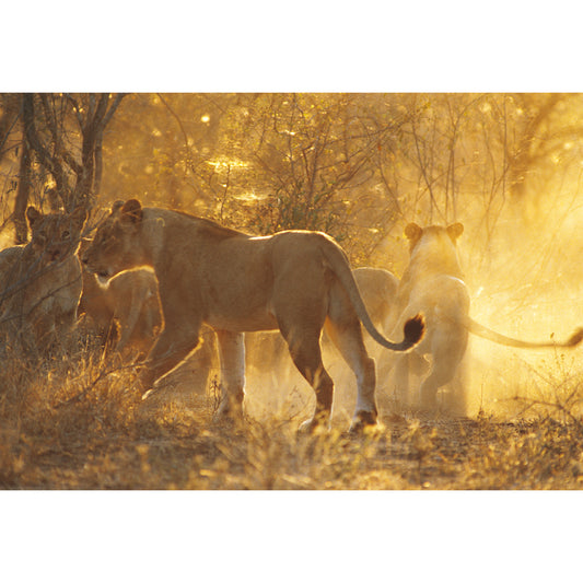 Custom Photography Modern Mural Decal with Lions in Sunset Forest Pattern in Brown Clearhalo 'Wall Decor' 'Wall Mural' 1508498