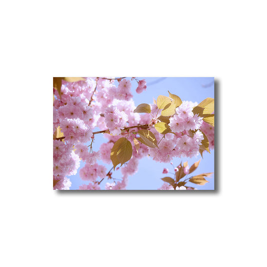 Light Color Sakura Canvas Print Floral Simplicity Home Wall Art Decor for Drawing Room Clearhalo 'Art Gallery' 'Canvas Art' 'Kids' Arts' 1691812