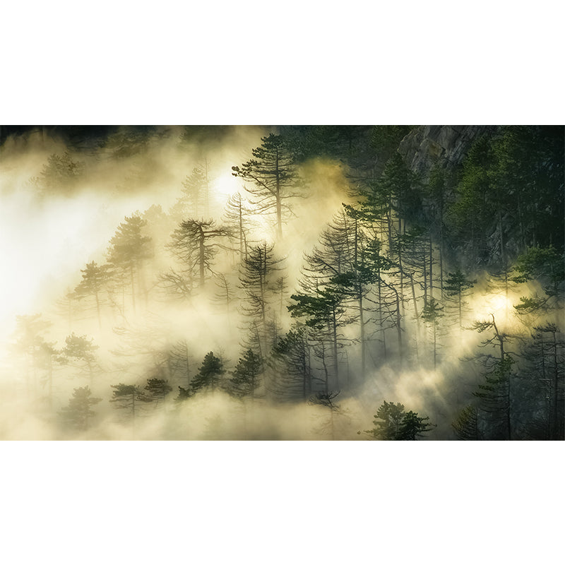 Dark Foggy Forest Mural Wallpaper Scenery Modern Waterproof Wall Art for Bedroom Clearhalo 'Wall Decor' 'Wall Mural' 1895861