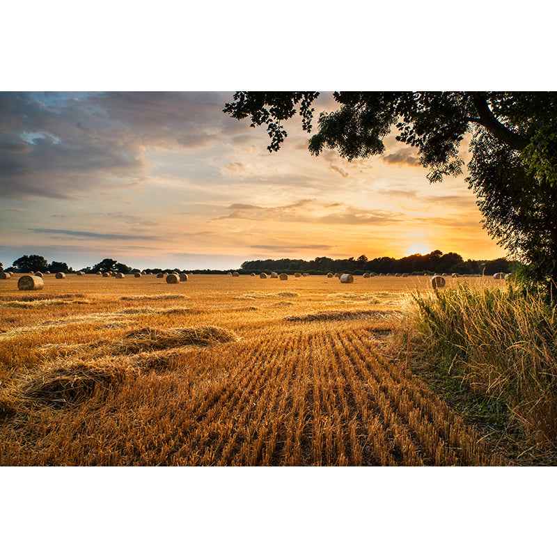 Vast Cornfield Wall Mural Contemporary Decorative Kitchen Wall Art, Custom Size Available Clearhalo 'Wall Decor' 'Wall Mural' 1957479