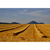 Contemporary Photo Wheat Field Mural Soft Color Stain Resistant Wall Art for Dining Room Clearhalo 'Wall Decor' 'Wall Mural' 1957535