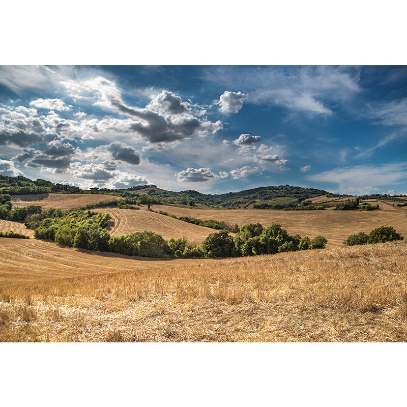 Contemporary Photo Wheat Field Mural Soft Color Stain Resistant Wall Art for Dining Room Clearhalo 'Wall Decor' 'Wall Mural' 1957540