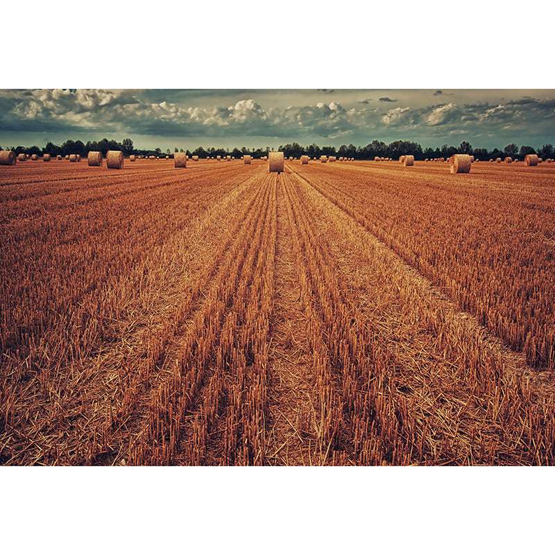 Contemporary Photo Wheat Field Mural Soft Color Stain Resistant Wall Art for Dining Room Clearhalo 'Wall Decor' 'Wall Mural' 1957545