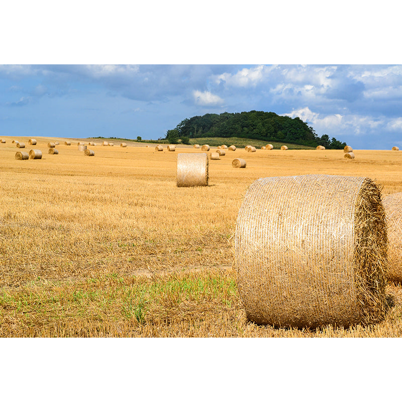 Contemporary Photo Wheat Field Mural Soft Color Stain Resistant Wall Art for Dining Room Clearhalo 'Wall Decor' 'Wall Mural' 1957550