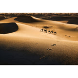 Big Desert Camel Mural Wallpaper Moisture Resistant Modern Bedroom Wall Covering Clearhalo 'Wall Decor' 'Wall Mural' 2009426