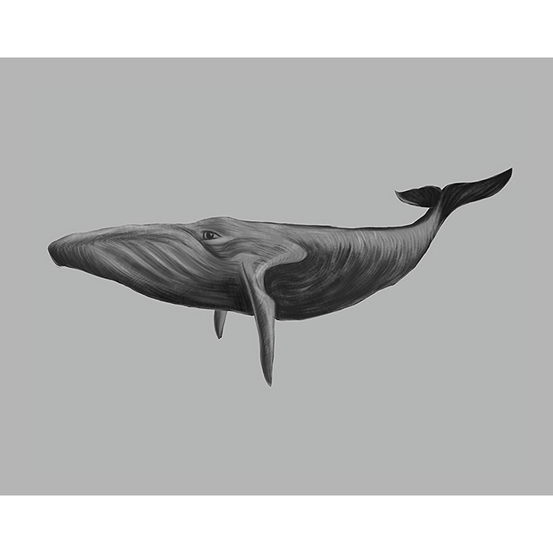 Big Photo Style Modern Mural for Living Room with Lively Whale in Grey Clearhalo 'Wall Decor' 'Wall Mural' 990353